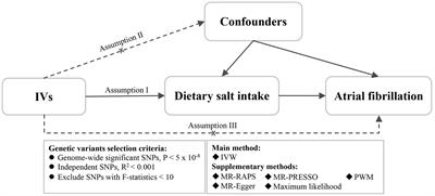 Evaluating the association between dietary salt intake and the risk of atrial fibrillation using Mendelian randomization